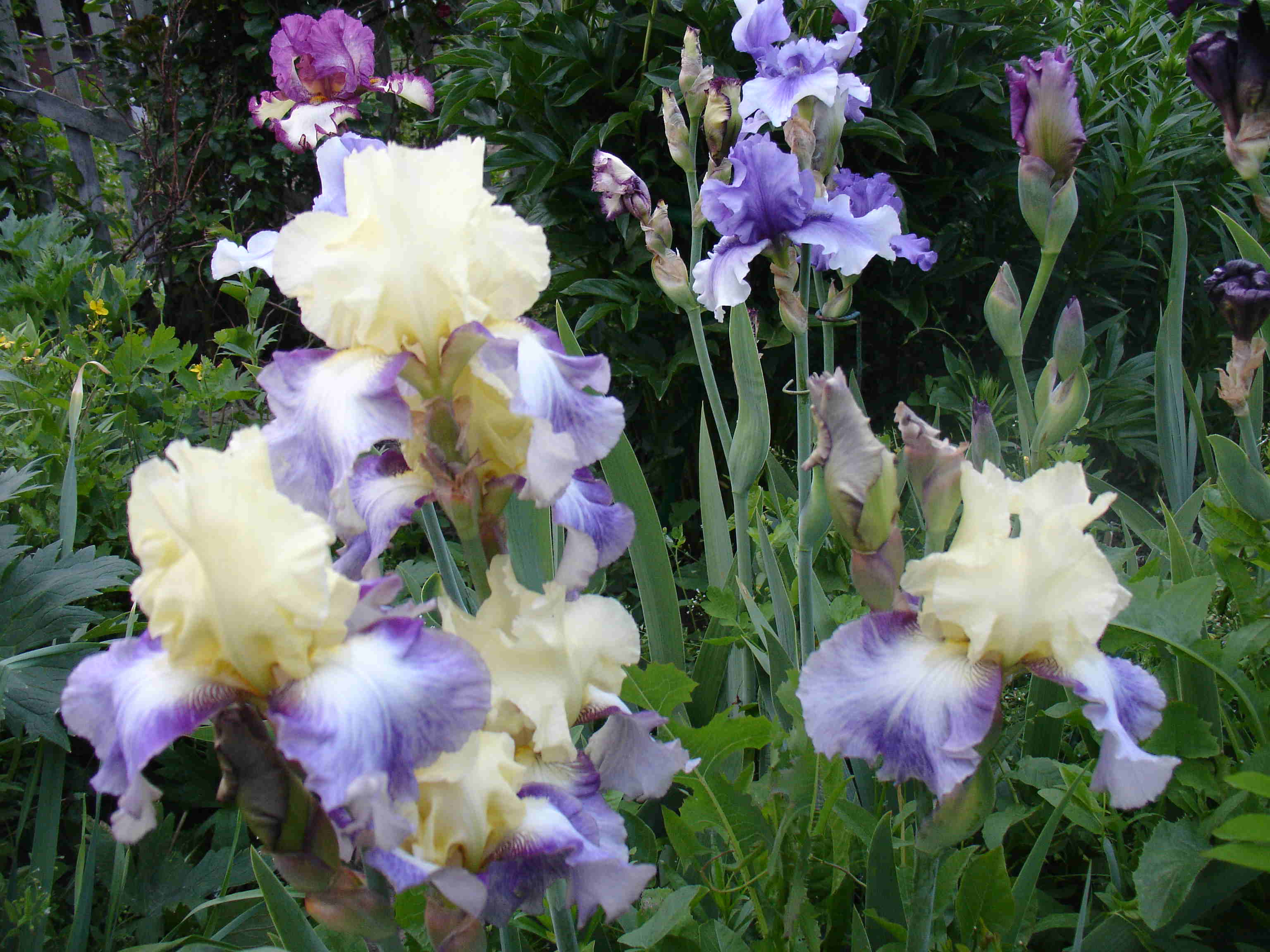 фотография N 3778 цветов ирисов в саду