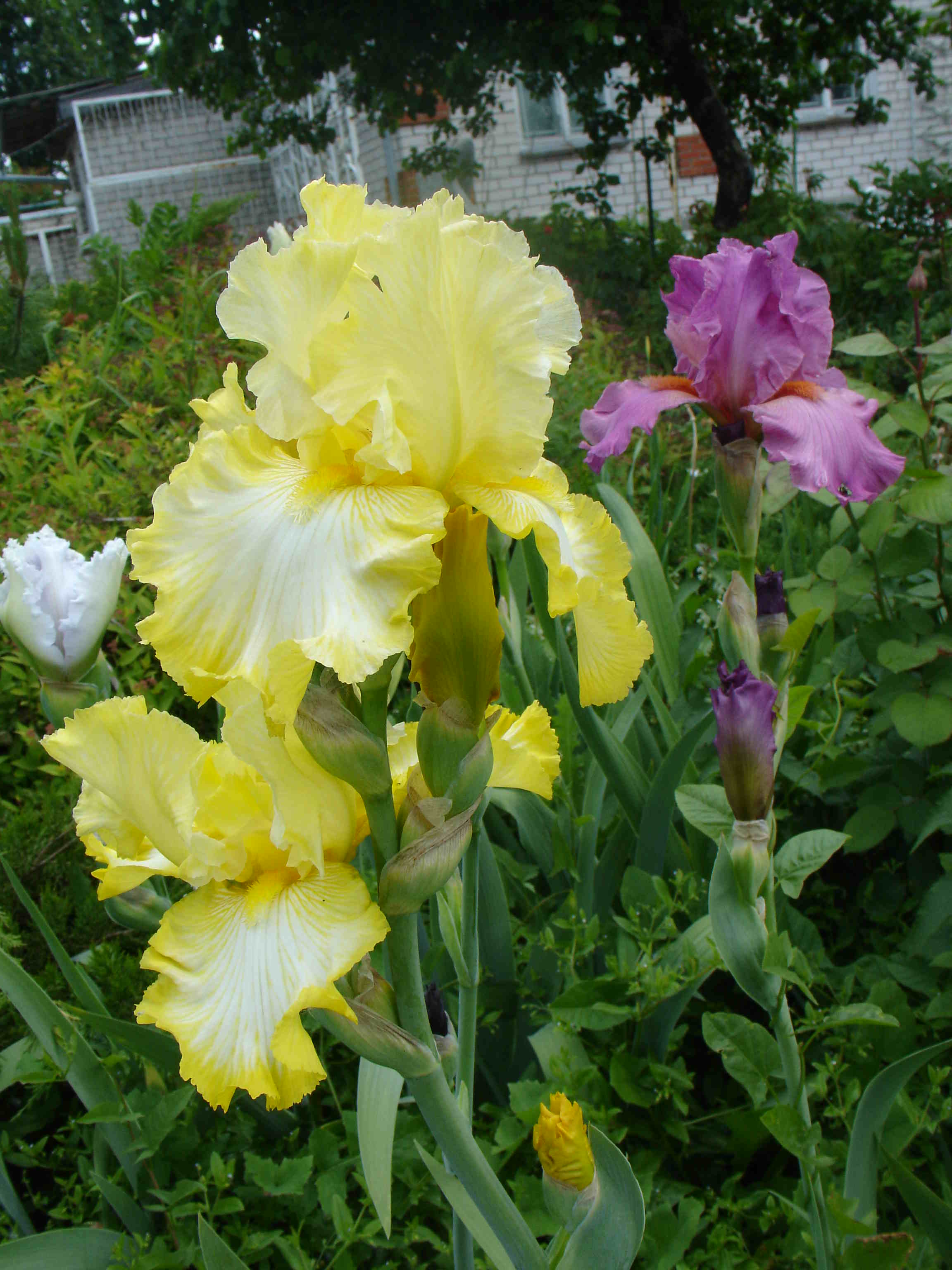 фотография N 03768 цветов ирисов в саду