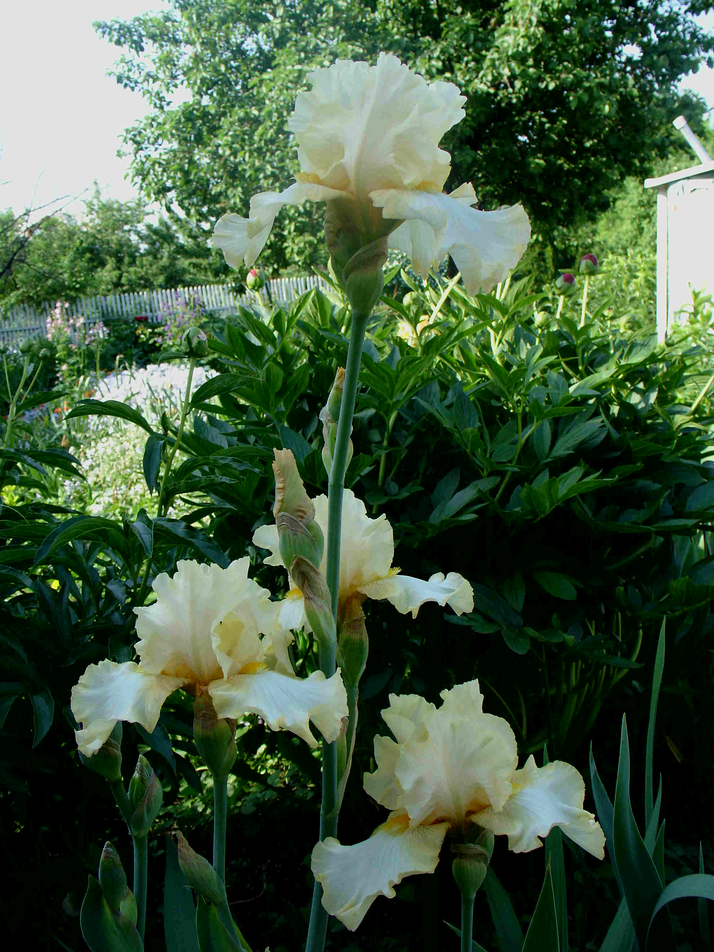 фотография N 03711 цветов ирисов в саду