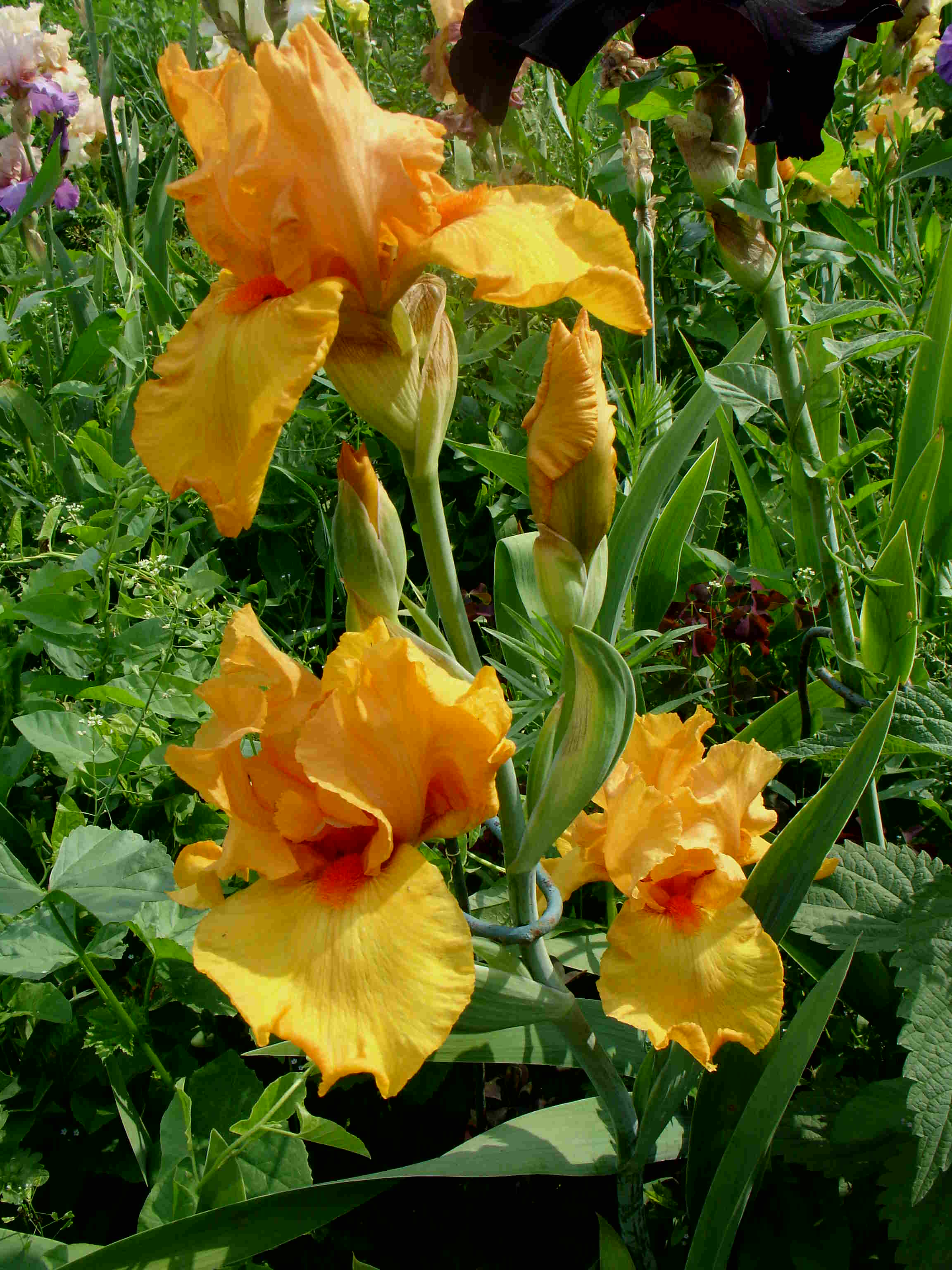 фотография N 03864 цветов ирисов в саду