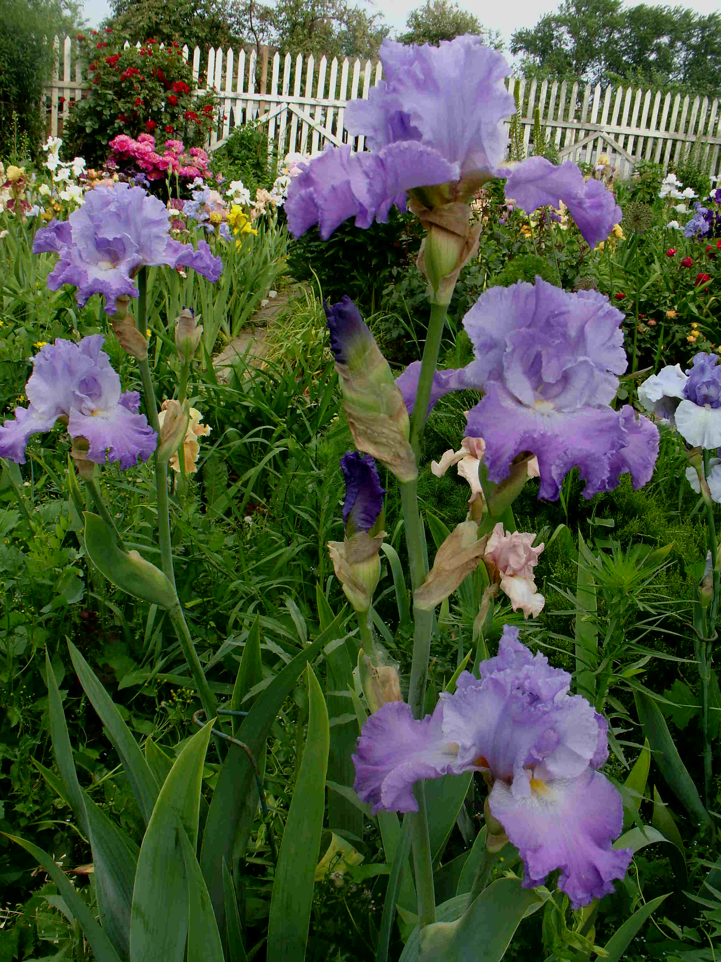 фотография N 03881 цветов ирисов в саду