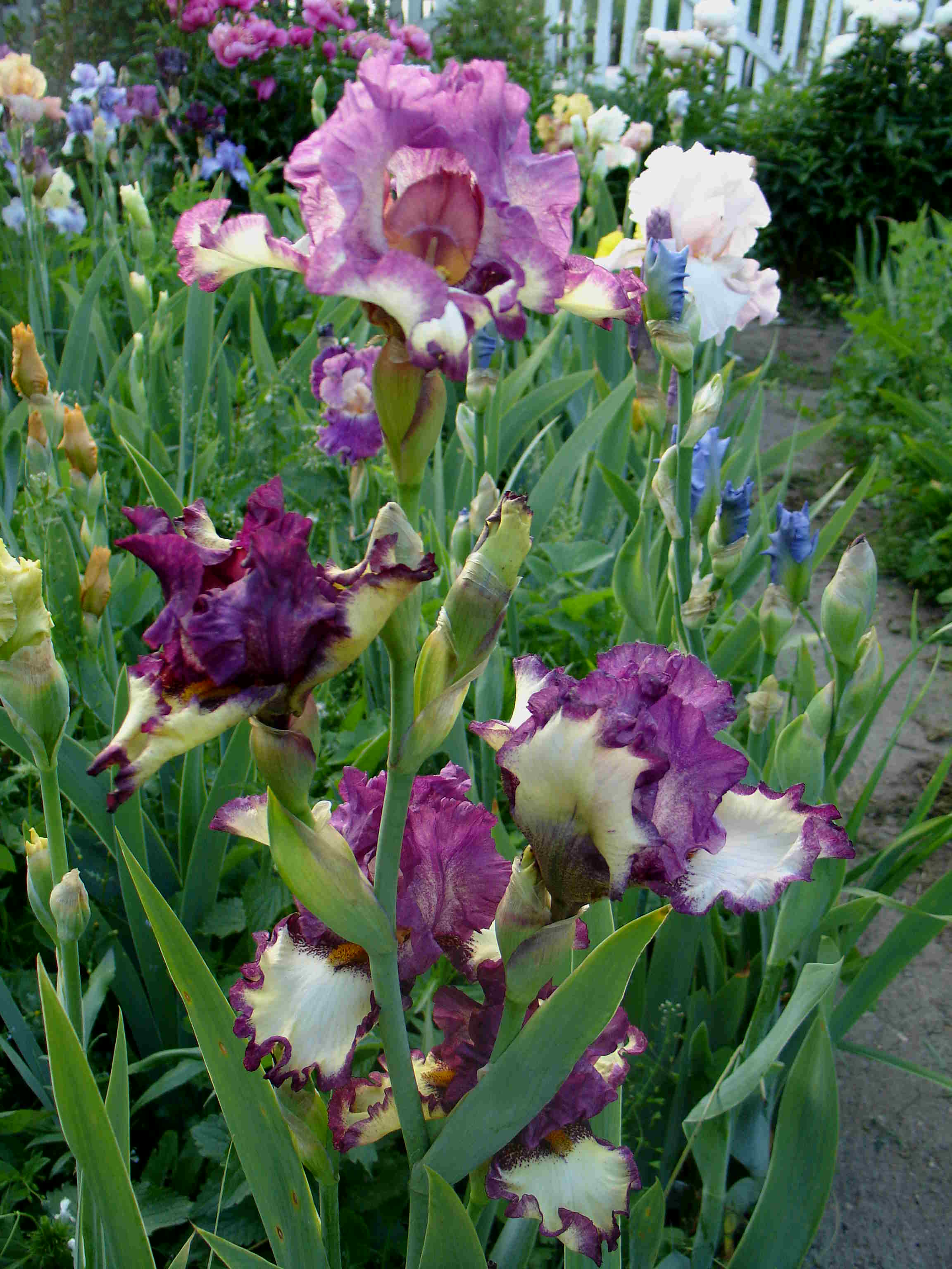 фотография N 03822 цветов ирисов в саду