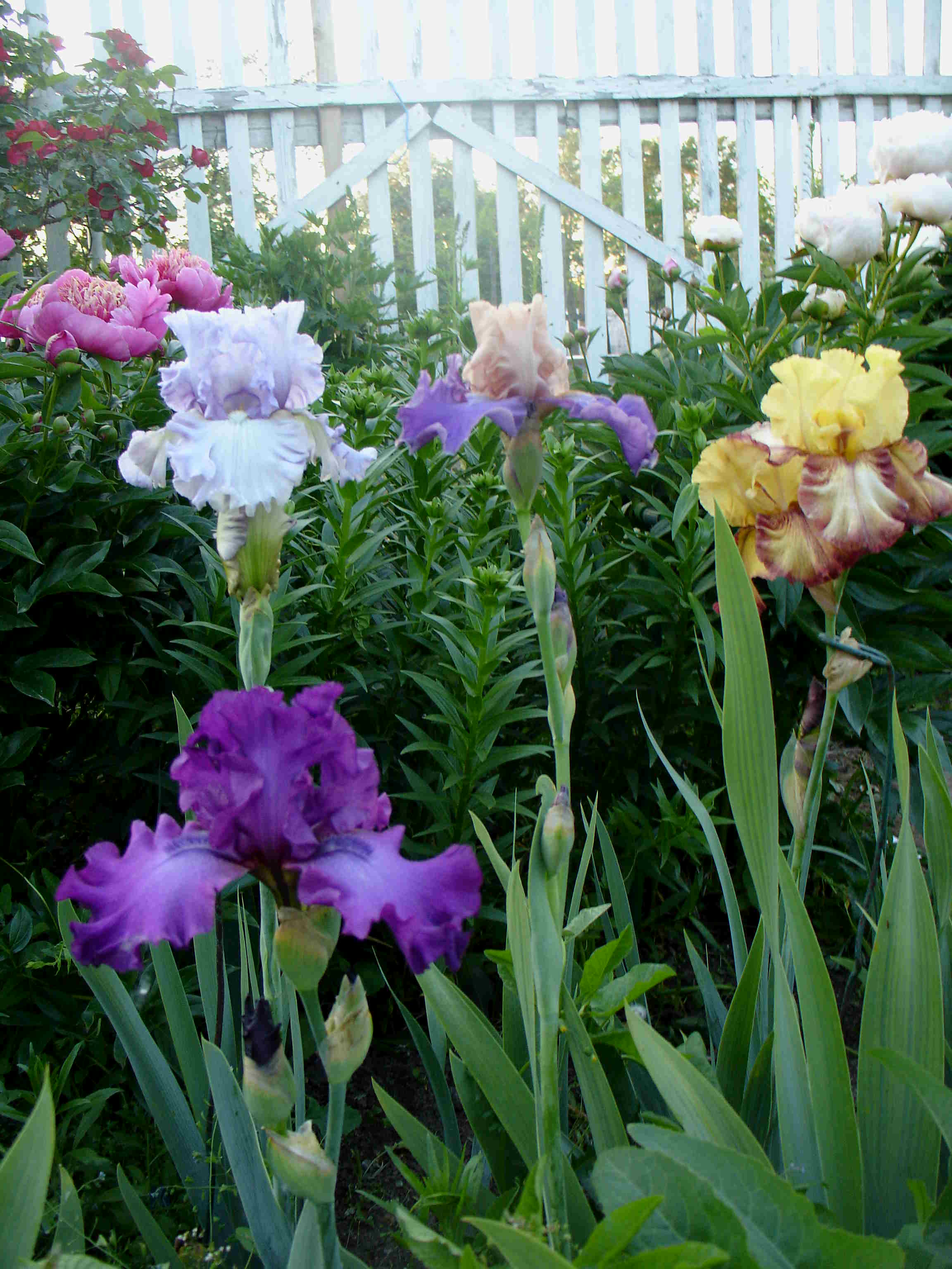 фотография N 03830 цветов ирисов в саду