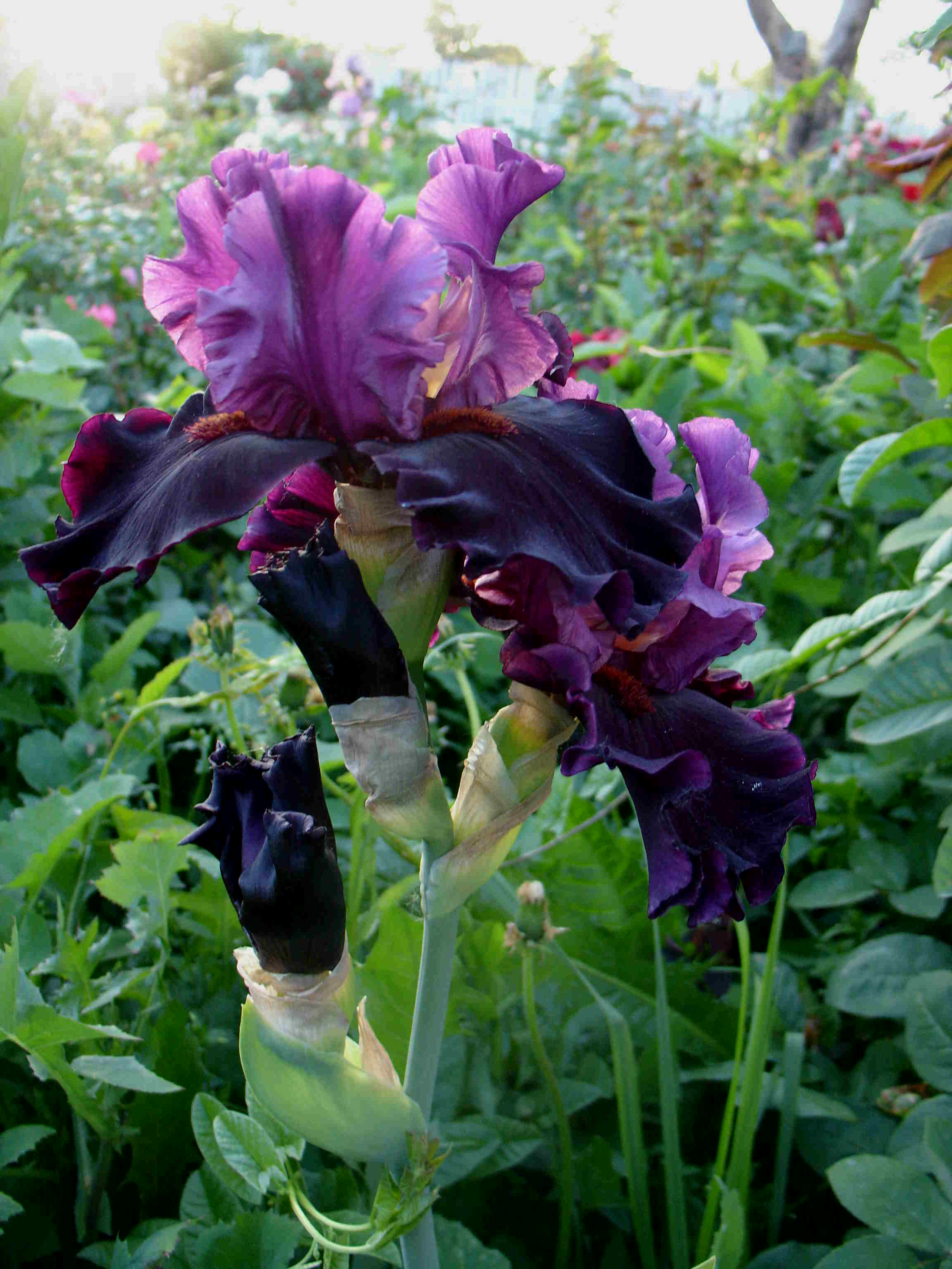 фотография N 03816 цветов ирисов в саду