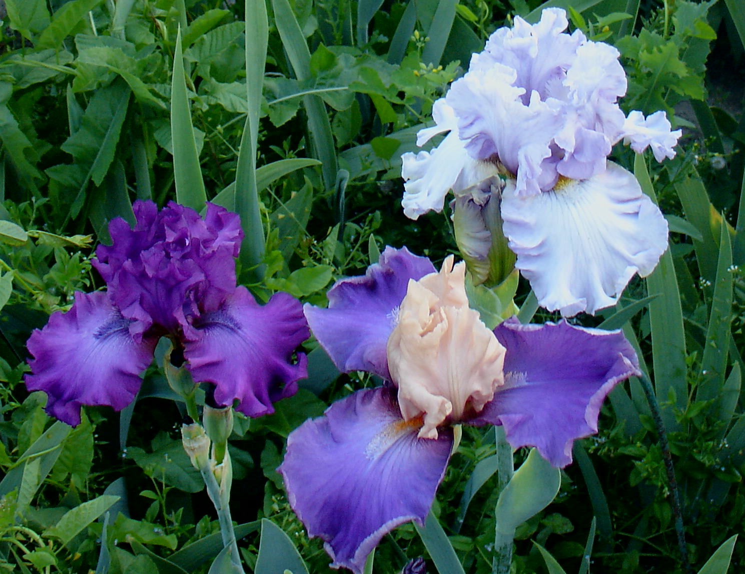 фотография N 3803 цветов ирисов в саду