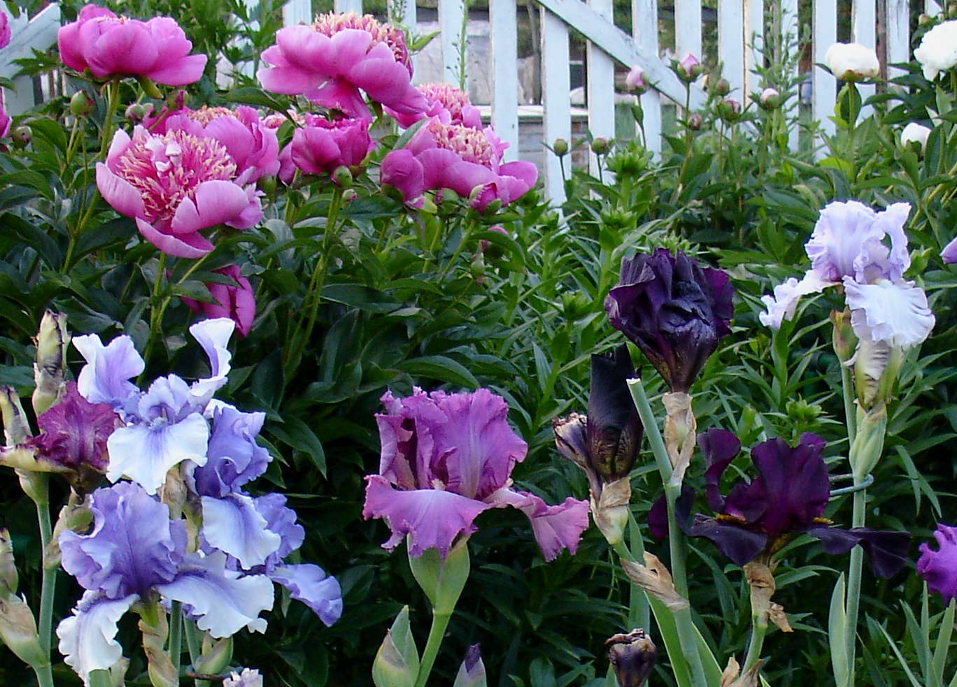 фотография N 03823/1 цветов ирисов в саду