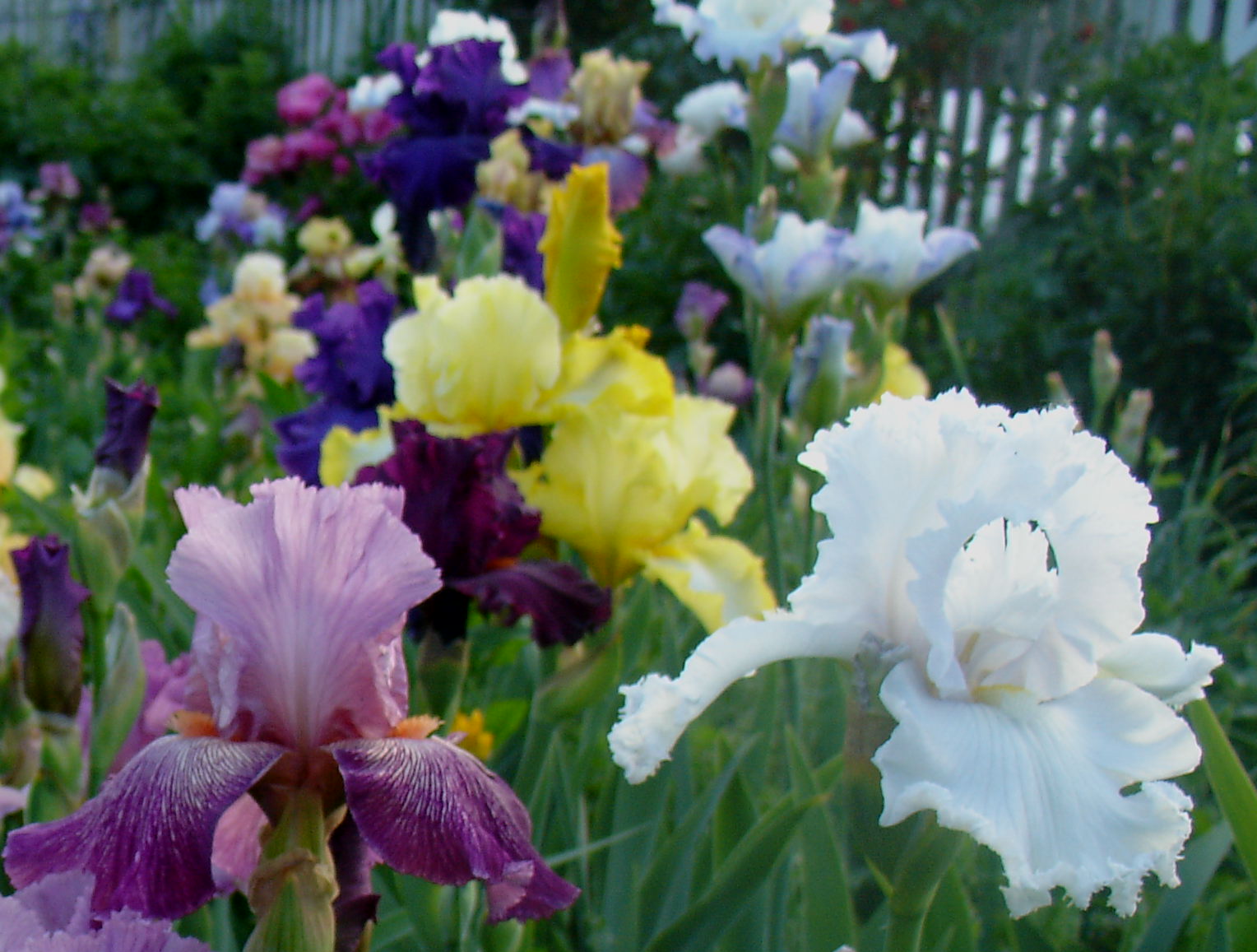 фотография N 03820/1 цветов ирисов в саду