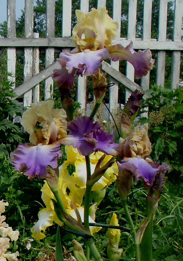 фотография N 03882 цветов ирисов в саду