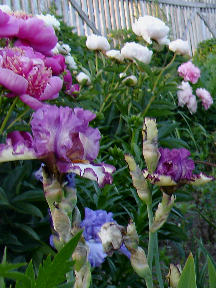фотография N 03798/1 цветов ирисов в саду