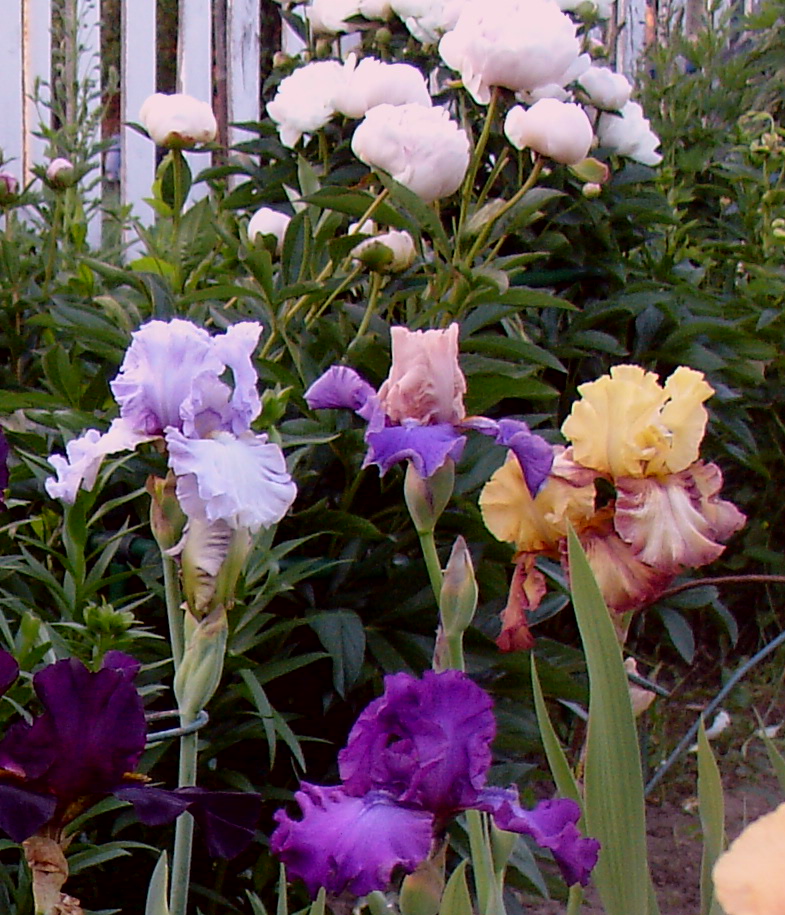 фотография N 03823/2 цветов ирисов в саду