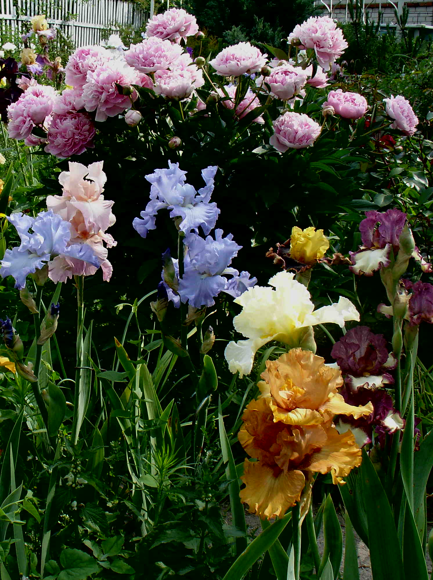 фотография N 03862/1 цветов ирисов в саду
