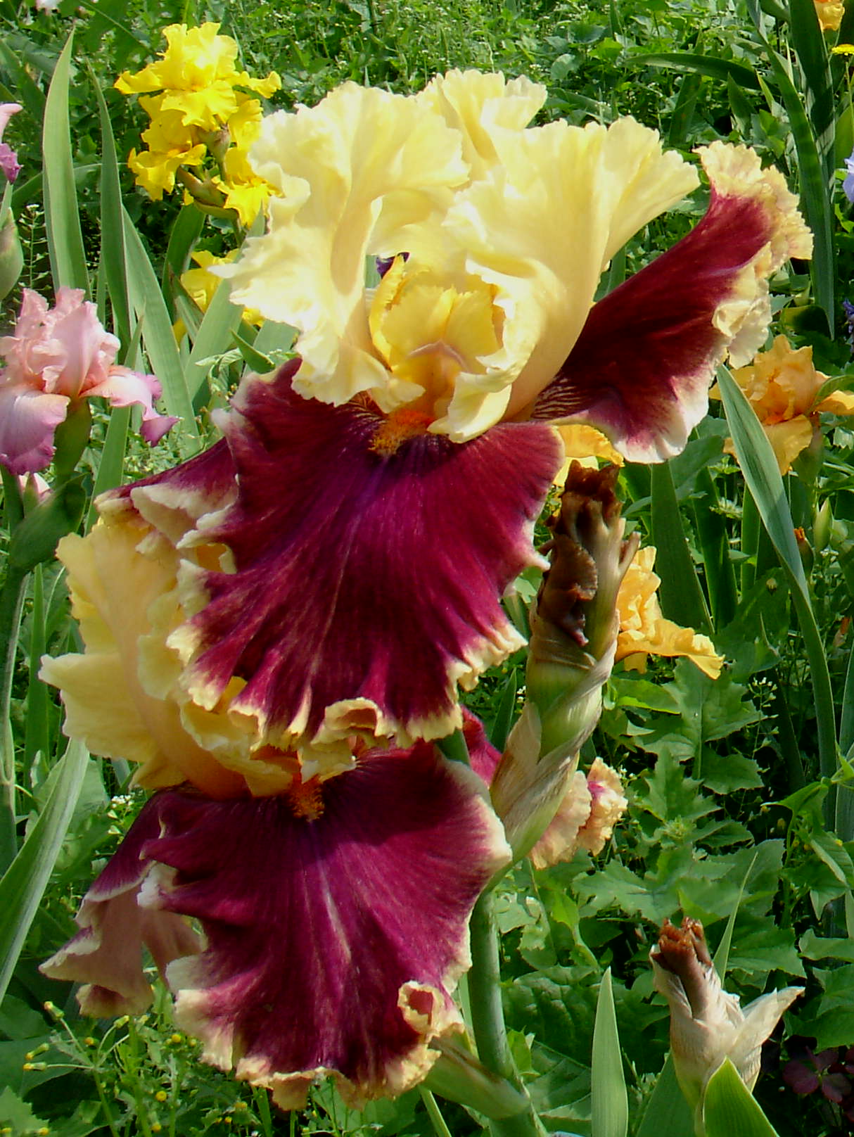 фотография N 03862/2 цветов ирисов в саду
