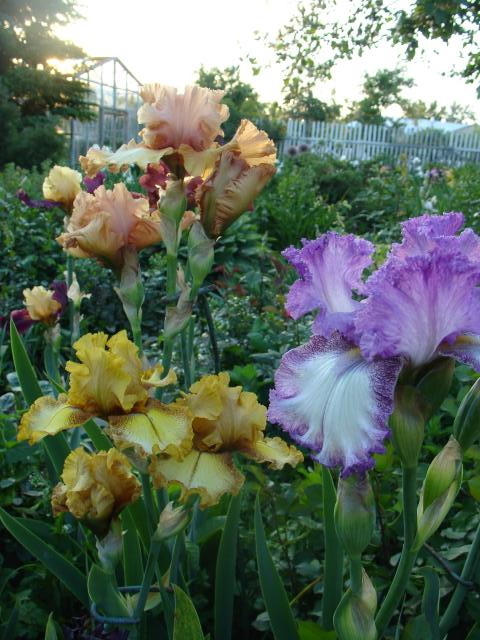 фотография цветов ирисов в саду в 2008 году