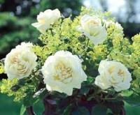 роза Flora Romantica