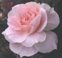 роза Kir Royal