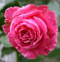 роза Auguste Renoir