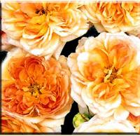 роза Alphonse Daudet