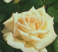 роза Jardin's De Bagatelle