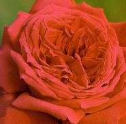 роза Red Leonardo Da Vinci