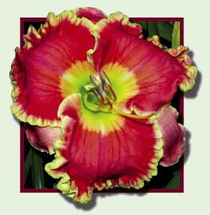 Streetcar Named Desire, Daylily